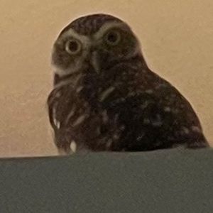 NewMen Down bird in the house